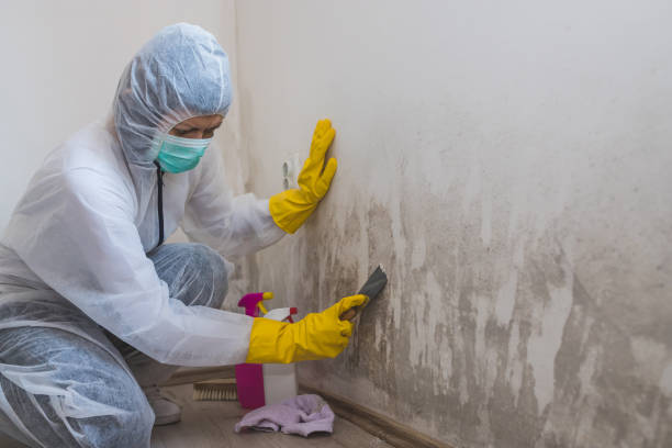 Best Mold Remediation for Specific Building Types in Moundsville, WV