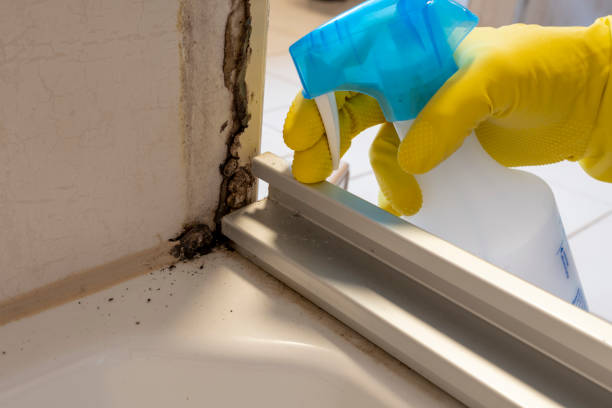 Best White Mold Remediation in Moundsville, WV