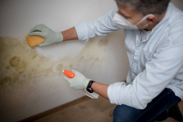 Best White Mold Remediation in Moundsville, WV
