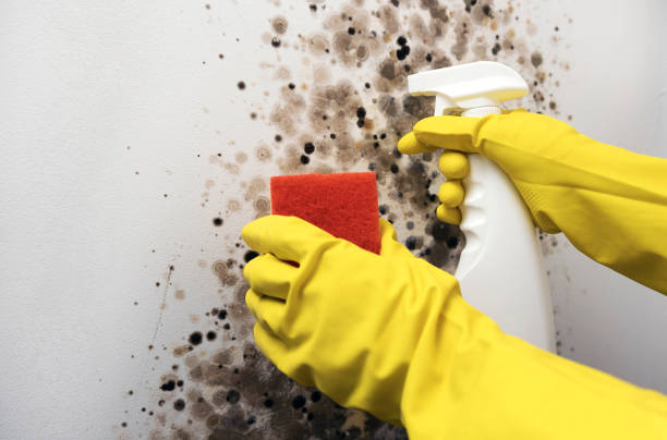 Best Mold Remediation for Schools in Moundsville, WV