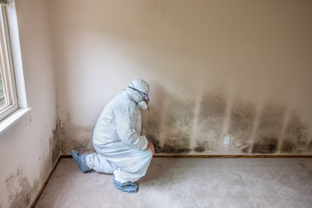 Best Black Mold Remediation in Moundsville, WV