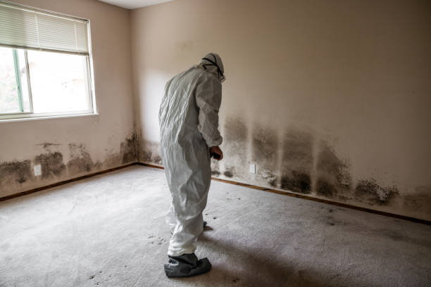 Professional Mold Remediation in Moundsville, WV